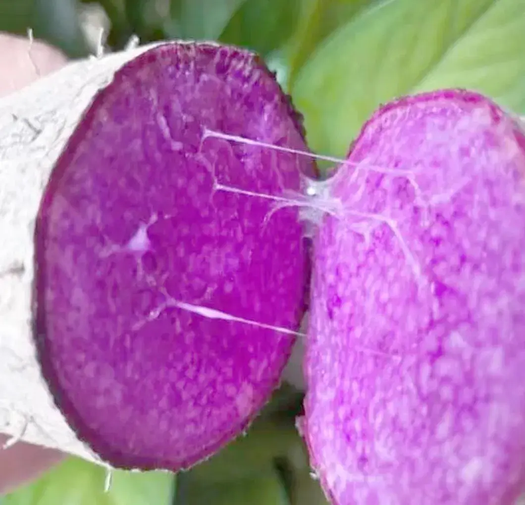 Ube powder not purple: a cut purple yam tuber showing deep magenta flesh and fine mucilage threads