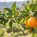 Citrus Aurantium Extract vs Bitter Orange Peel Extract — 6 Products From One Tree