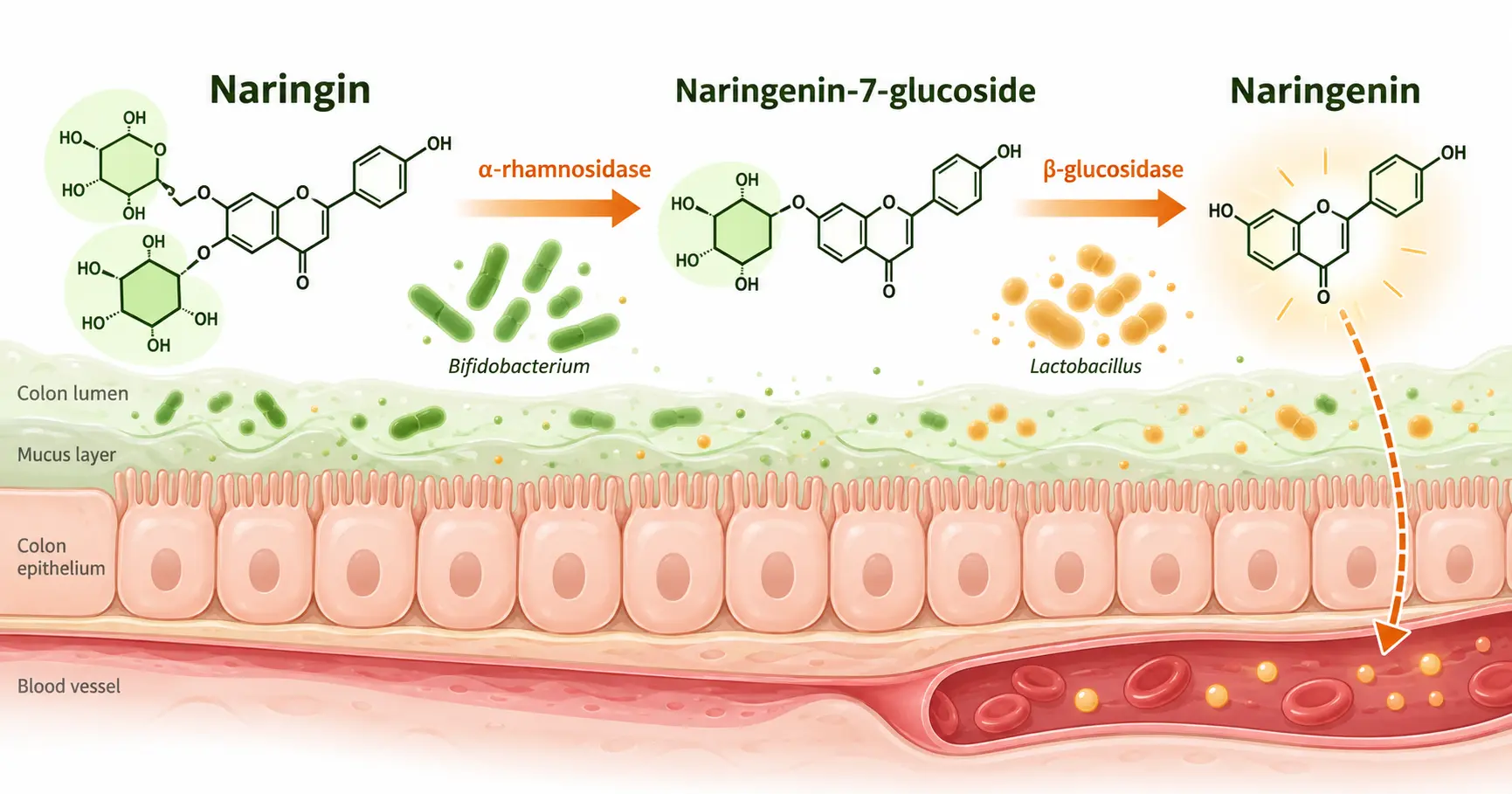 Diagram of the three-step microbial relay converting naringin to prunin, naringenin and 4-hydroxyphenylpropionic acid in the human colon